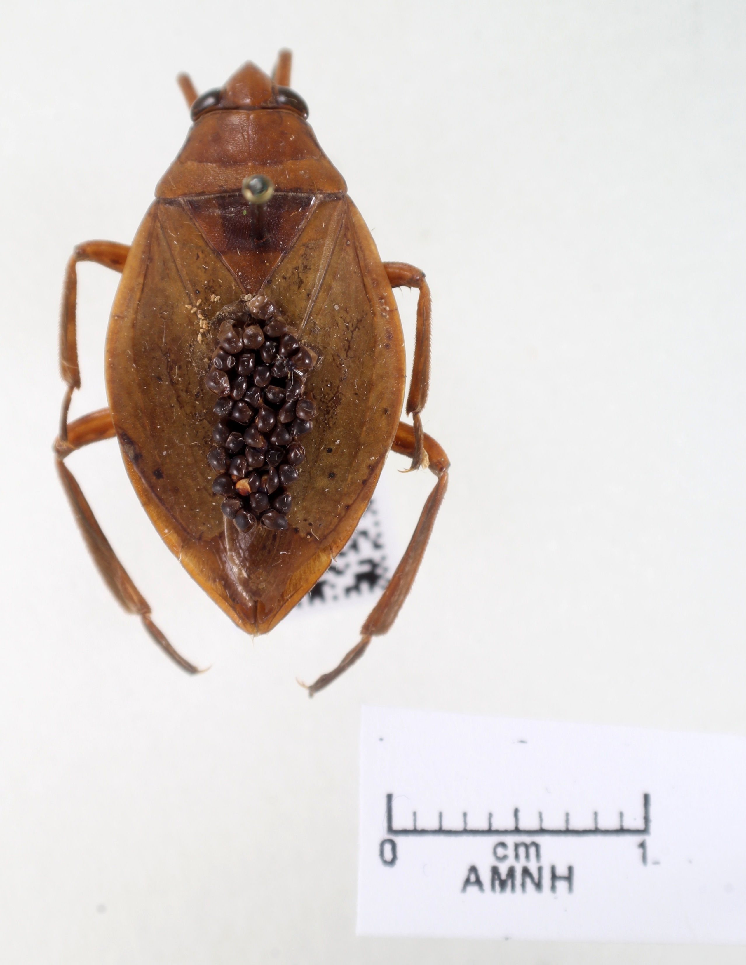 Belostoma lutarium thumbnail